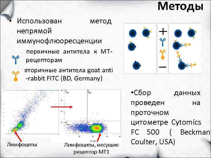     Методы • Использован метод  непрямой  иммунофлюоресценции  первичные