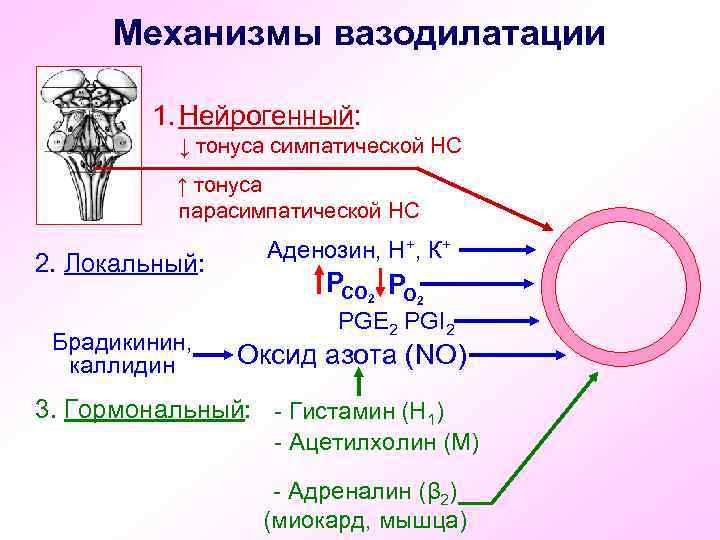  Механизмы вазодилатации  1. Нейрогенный:   ↓ тонуса симпатической НС  ↑