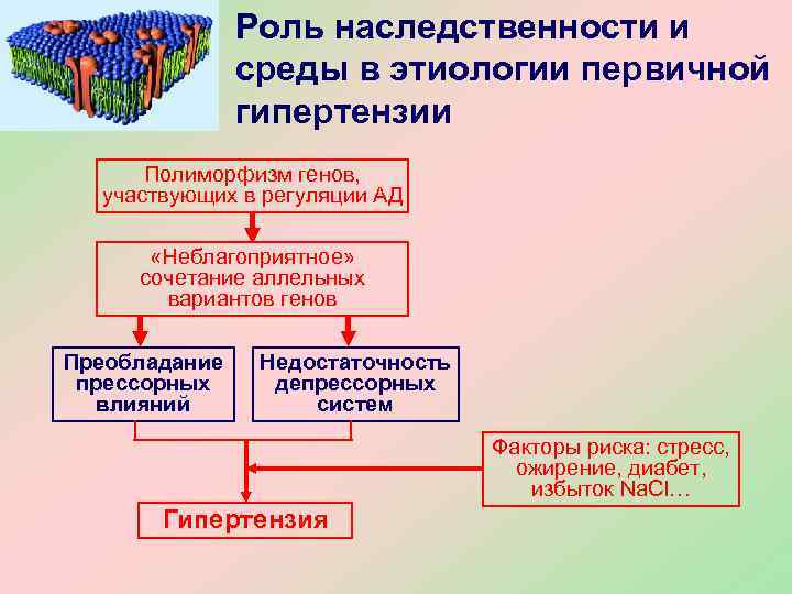     Роль наследственности и    среды в этиологии первичной