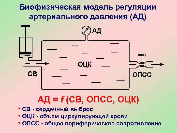 Биофизическая модель регуляции  артериального давления (АД)   АД = f (СВ, ОПСС,