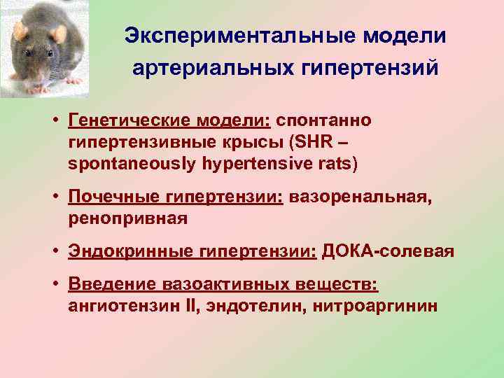   Экспериментальные модели   артериальных гипертензий  • Генетические модели: спонтанно 