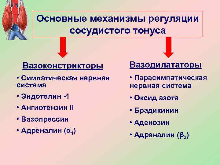 Основные механизмы регуляции  cосудистого тонуса  Вазоконстрикторы   Вазодилататоры • Симпатическая