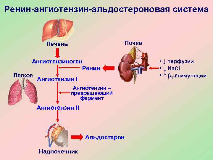 Ренин-ангиотензин-альдостероновая система   Печень    Почка   Ангиотензиноген  