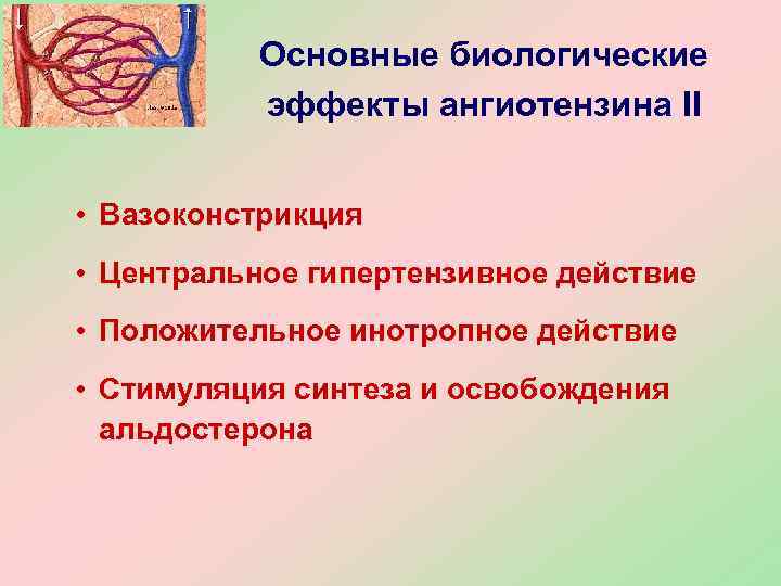    Основные биологические  эффекты ангиотензина II  • Вазоконстрикция • Центральное