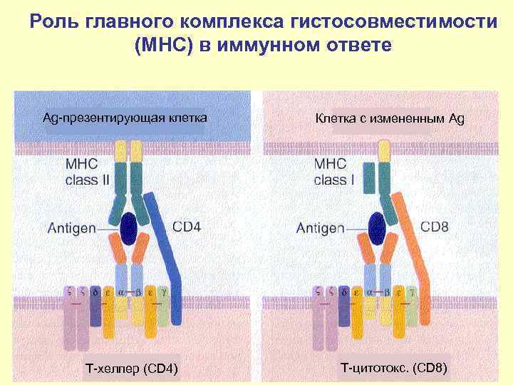 Роль главного комплекса гистосовместимости   (МHC) в иммунном ответе  Ag-презентирующая клетка 