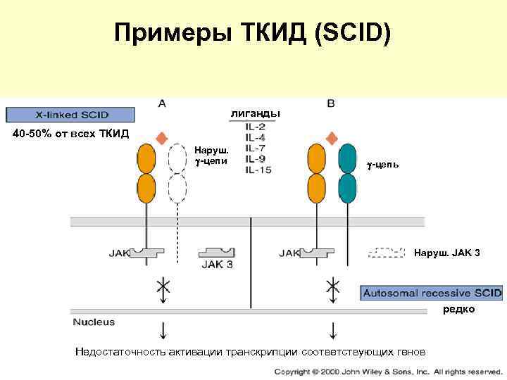    Примеры ТКИД (SCID)       лиганды 40