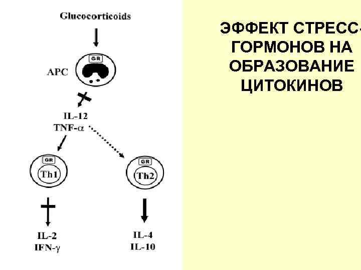 ЭФФЕКТ СТРЕСС- ГОРМОНОВ НА ОБРАЗОВАНИЕ  ЦИТОКИНОВ 