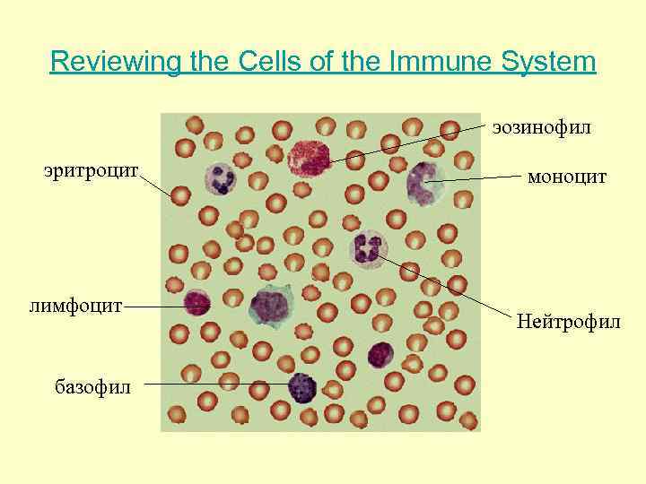  Reviewing the Cells of the Immune System      эозинофил