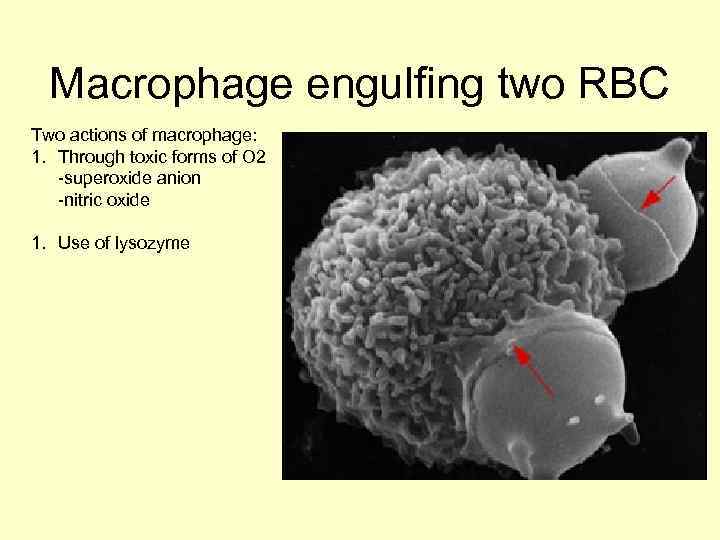  Macrophage engulfing two RBC Two actions of macrophage: 1. Through toxic forms of