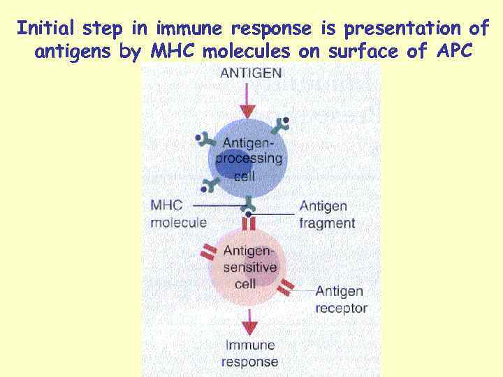 Initial step in immune response is presentation of  antigens by MHC molecules on