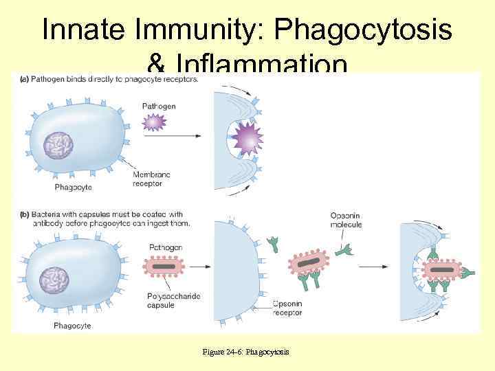 Innate Immunity: Phagocytosis   & Inflammation    Figure 24 -6: Phagocytosis