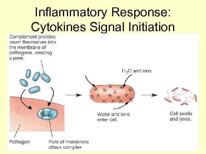 Inflammatory Response:  Cytokines Signal Initiation   Figure 24 -8: Membrane attack complex