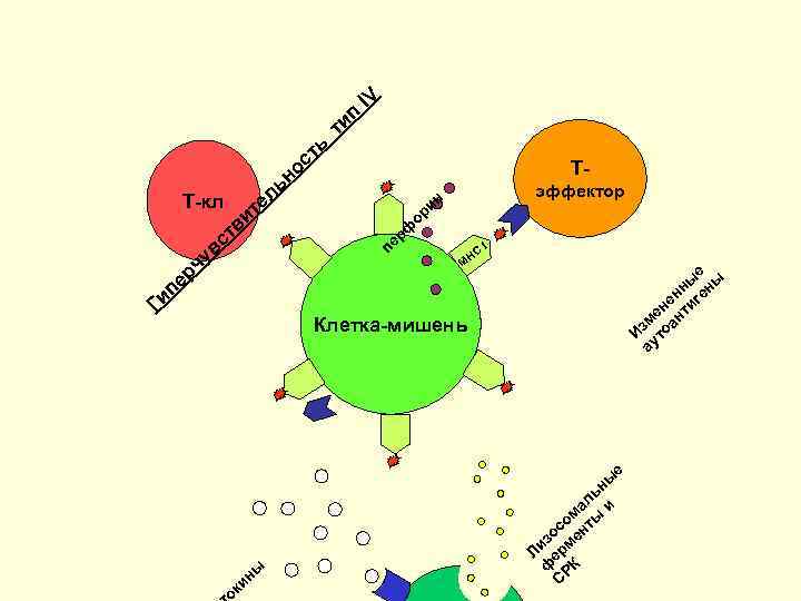 Презентация 4 п. Т лимфоциты эффекторы. Клетки т-эффекторы. Т лимфоциты эффекторы функции. Т эффекторы рисунок.