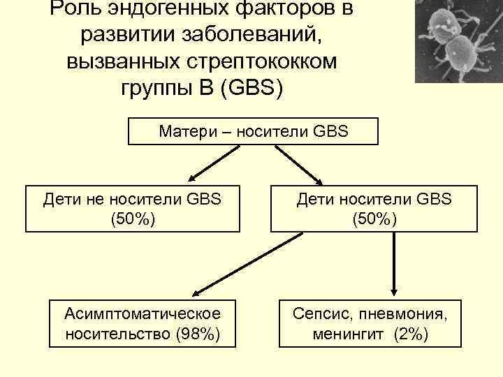 Роль эндогенных факторов в  развитии заболеваний,  вызванных стрептококком  группы B (GBS)