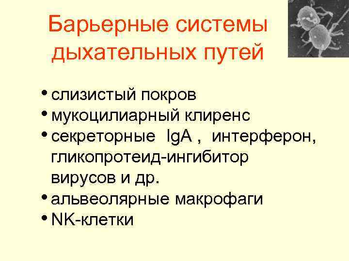 Барьерные системы дыхательных путей • слизистый покров • мукоцилиарный клиренс • секреторные Ig. A
