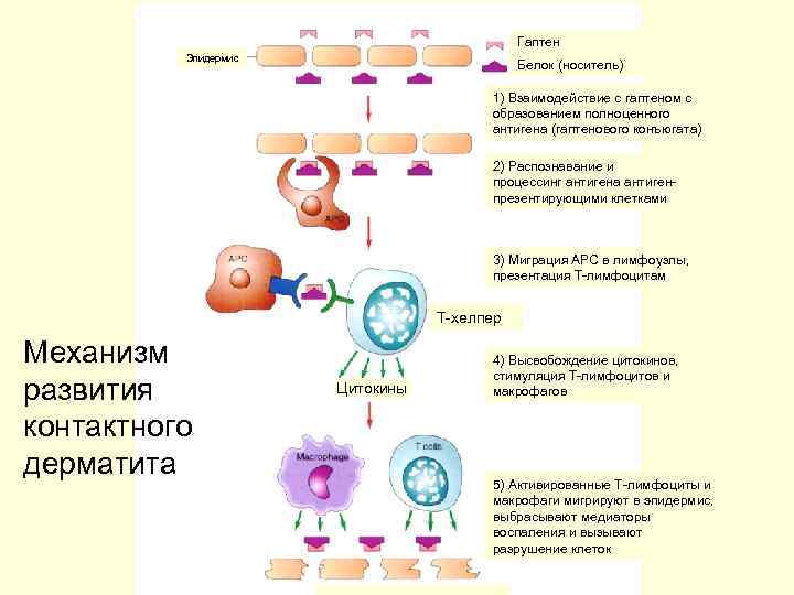     Гаптен  Эпидермис     Белок (носитель) 