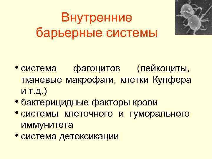   Внутренние барьерные системы  • система  фагоцитов  (лейкоциты,  тканевые