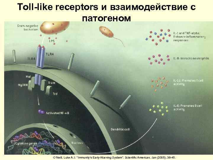 Toll-like receptors и взаимодействие с    патогеном  O’Neill, Luke A. J.