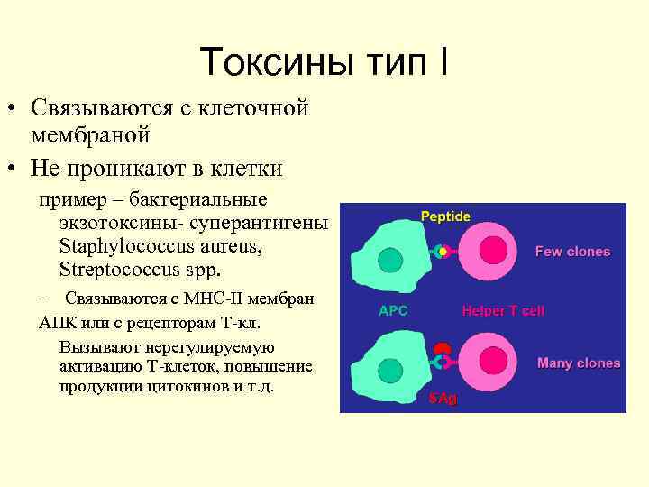     Токсины тип I • Связываются с клеточной  мембраной •