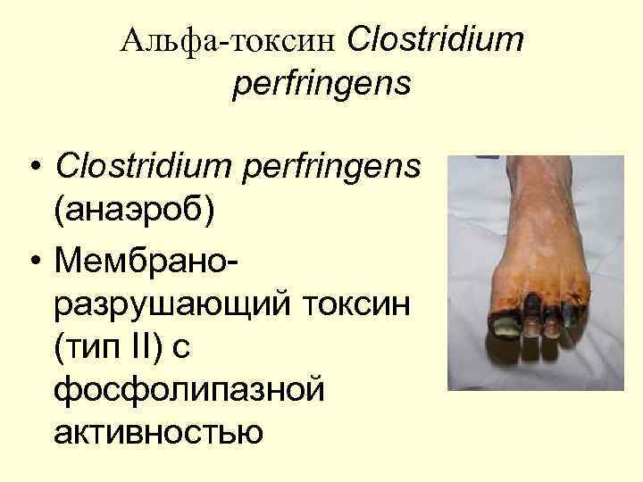  Альфа-токсин Clostridium  perfringens  • Clostridium perfringens  (анаэроб) • Мембрано- 