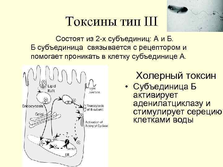 Из субъединиц состоят. Холерный Токсин строение. Холерный энтеротоксин. Строение холерогена. Токсины схема.