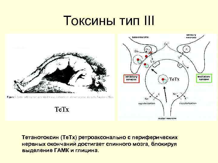    Токсины тип III Тетанотоксин (Te. Tx) ретроаксонально с периферических нервных окончаний