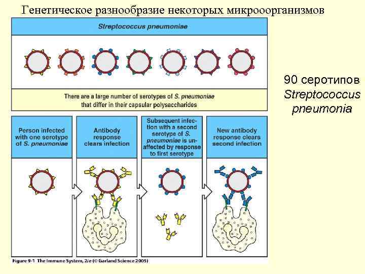 Генетическое разнообразие