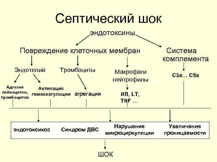 Патогенез септического шока схема