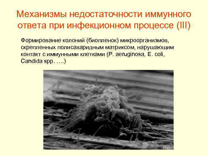 Механизмы недостаточности иммунного ответа при инфекционном процессе (III) Формирование колоний (биопленок) микроорганизмов, скрепленных полисахаридным