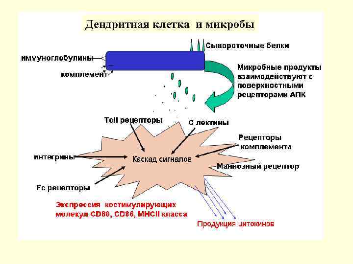 Дендритная клетка и микробы 