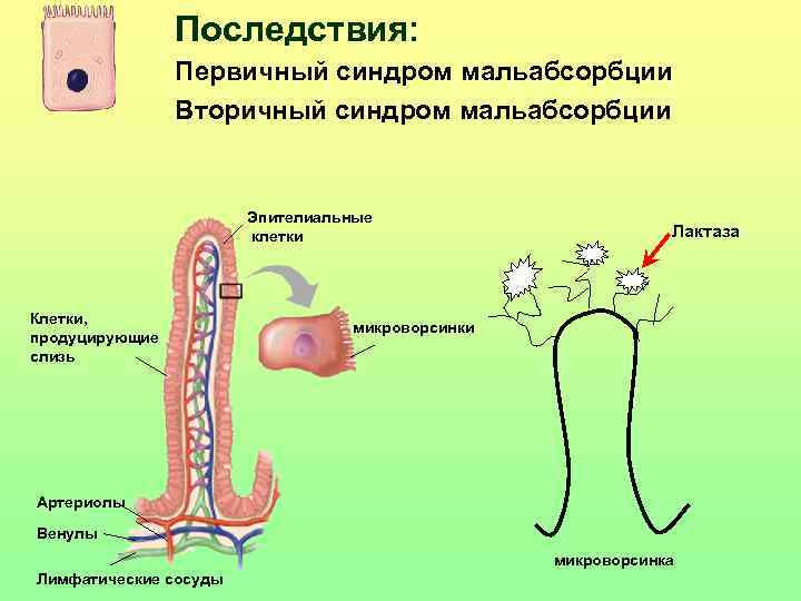 Синдром мальабсорбции патофизиология презентация