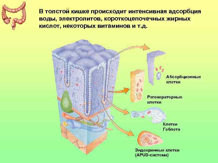 В толстой кишке происходит интенсивная адсорбция воды, электролитов, короткоцепочечных жирных кислот, некоторых витаминов и