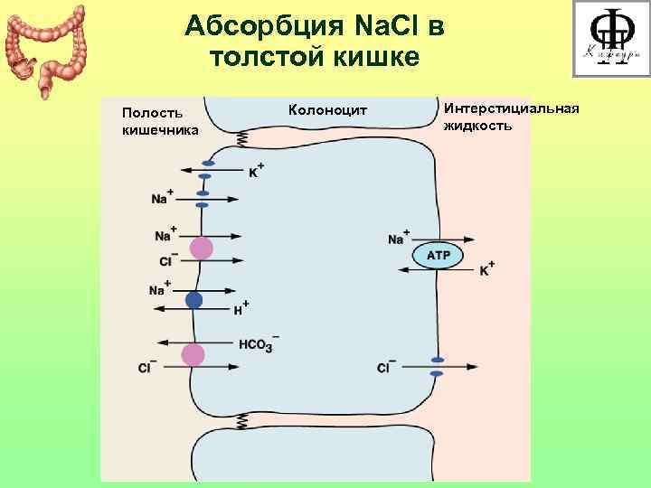   Абсорбция Na. Cl в   толстой кишке Полость Колоноцит  Интерстициальная