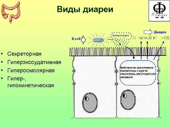     Виды диареи      Диарея  