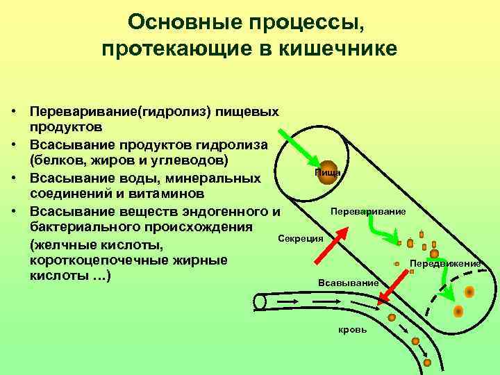 Процессы протекающие в человек. Процессы происходящие в кишечнике. Процессы происхождение кишечника. Основные процессы кишечника. Процессы протекающие в тонком и толстом кишечнике.