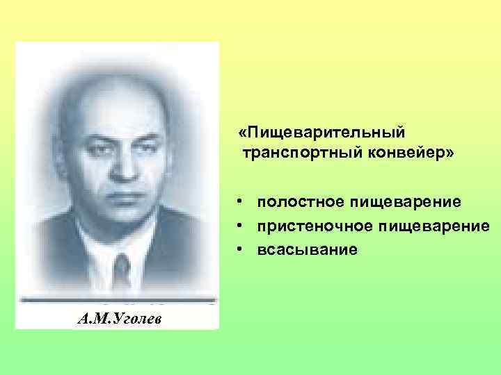    «Пищеварительный   транспортный конвейер»   • полостное пищеварение 
