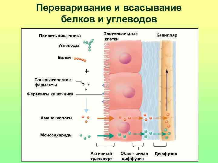 Всасывание белков. Переваривание и всасывание белков. Белки всасываются в тонком кишечнике в виде. Всасывание диффузией в кишечнике. Механизм диффузии всасывания кишечника.