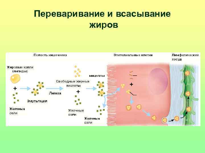 Переваривание и всасывание  жиров 