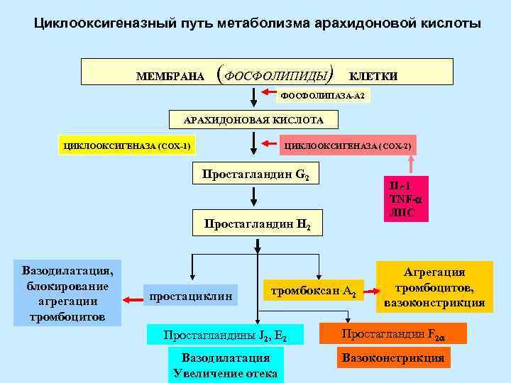  Циклооксигеназный путь метаболизма арахидоновой кислоты     МЕМБРАНА  (ФОСФОЛИПИДЫ) 