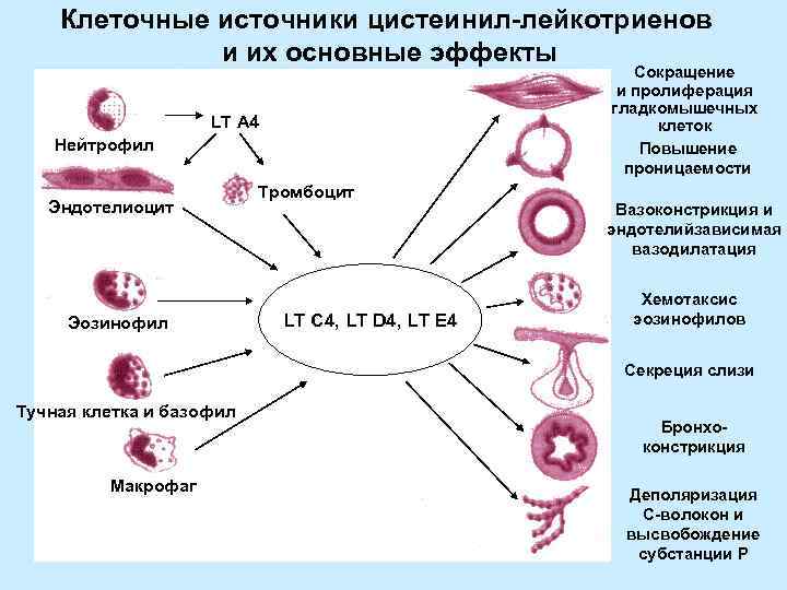   Клеточные источники цистеинил-лейкотриенов    и их основные эффекты  