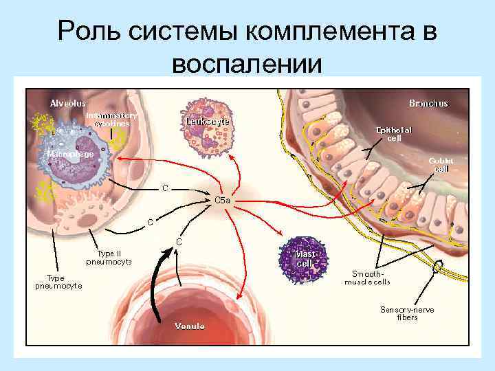 Воспаление патофизиология. Роль комплемента в воспалении. Роль системы комплемента в воспалении. Воспаление всех вен латынь