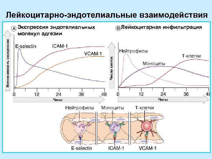 Лейкоцитарно-эндотелиальные взаимодействия      Экспрессия эндотелиальных    Лейкоцитарная инфильтрация