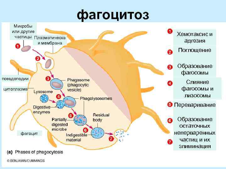      фагоцитоз Микробы или другие частицы Плазматическа   