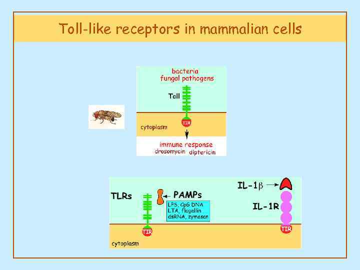 Toll-like receptors in mammalian cells 