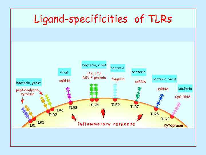 Ligand-specificities of TLRs 