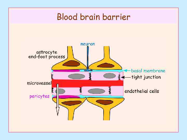 Blood brain barrier 