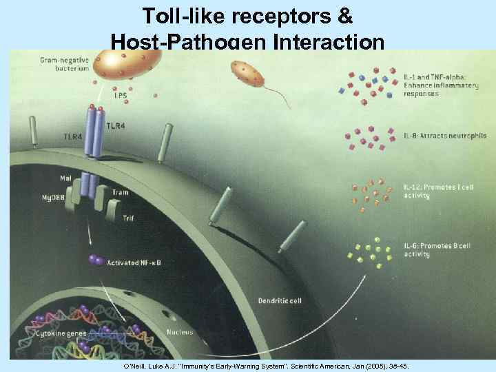  Toll-like receptors & Host-Pathogen Interaction O’Neill, Luke A. J. “Immunity’s Early-Warning System”. Scientific