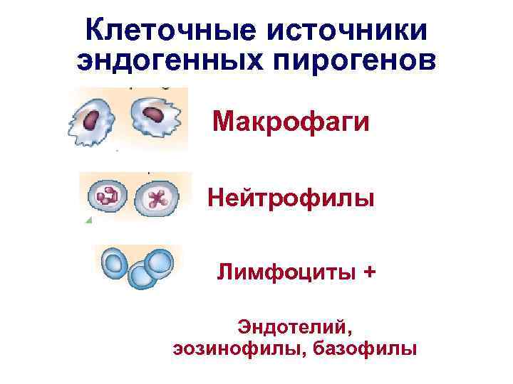  Клеточные источники эндогенных пирогенов   Макрофаги   Нейтрофилы   Лимфоциты