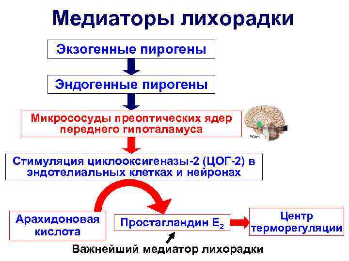 Схема онтогенеза макрофагов