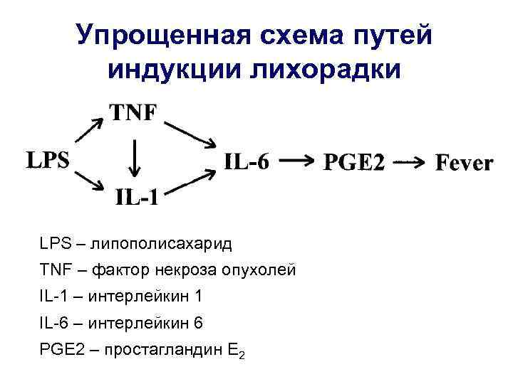   Упрощенная схема путей  индукции лихорадки LPS – липополисахарид TNF – фактор